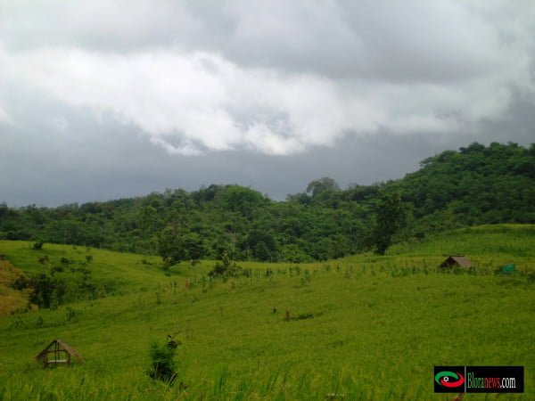 persawahan tunjungan