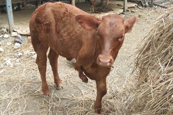 Sapi jenis limousin milik Bripka Novin, anggota Polsek Jepon ini hanya memiliki tiga kaki