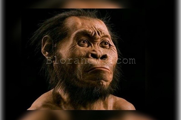 Rekonstruksi wajah Pithecanthropus Soloensis 