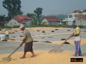 KECAMATAN JEPON : KECAMATAN LUMBUNG PANGAN BLORA