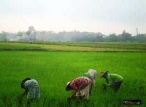 MINAT PENDUDUK BLORA BEKERJA DI SEKTOR PERTANIAN KIAN MENURUN