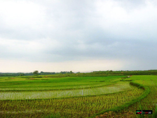 DESA PADAAN : MENGENANG KETEGASAN LURAH KROMO DJOJO ( 1916 – 1937 )