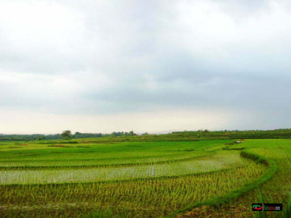 sawah lakon di padaan japah