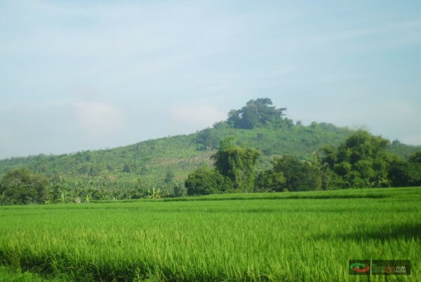 PURWO SUCI KEDINDING KEDUNGTUBAN