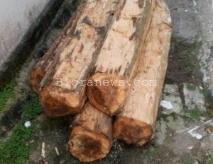 DI CEGAT POLSEK DAN POLHUT, PENCURI KAYU JATI TAK BERKUTIK
