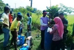 DISERANG WERENG, BABINSA IKUT NYEMPROT