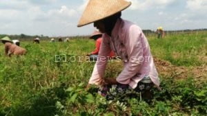 PANEN BAWANG MERAH DI DESA KEMIRI JEPON MENINGKAT