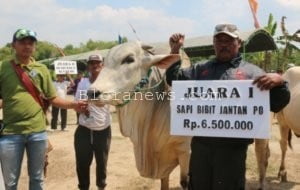 INI DIA PARA PEMENANG LOMBA TERNAK SAPI BLORA 2017