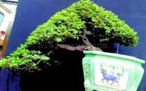 INDAHNYA BONSAI SAGITA SUMBERAGUNG BANJAREJO