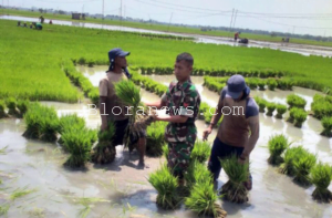 CEGAH GAGAL PANEN, BABINSA GONDEL KEDUNGTUBAN TERJUN KE LAHAN PERTANIAN