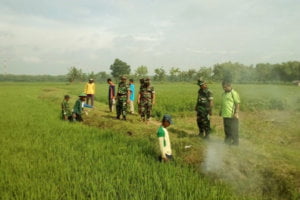 PENGASAPAN, CARA PETANI DESA GONDANG MELAWAN TIKUS