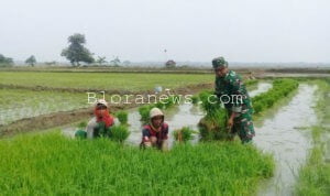 POKTAN DI DESA GALUK AKUI PENDAMPINGAN BABINSA PADA PETANI CUKUP EFEKTIF