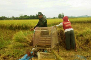 POKTAN PRASOJO : LUAS LAHAN KURANG DARI SATU HEKTAR, HASIL PANEN 6,5 TON