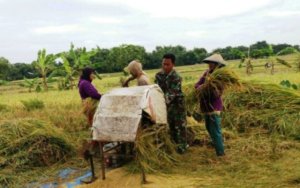 PETANI DI SEJUMLAH DAERAH MULAI PANEN PADI