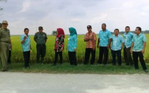 TIGA LAHAN PERSAWAHAN DI KEDUNGTUBAN DISIAPKAN UNTUK PANEN RAYA