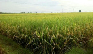 PANEN RAYA PADI DIGELAR DI DESA TANJUNG KEDUNGTUBAN HARI KAMIS DEPAN