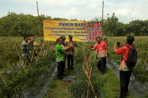 DANRAMIL 04 TUNJUNGAN HADIRI PANEN CABE DI GEMPOLREJO