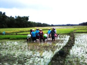 MEMASUKI MUSIM TANAM II, BABINSA KORAMIL 12 NGAWEN TERJUN KE SAWAH