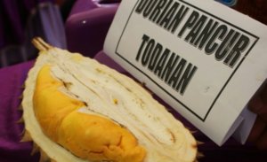 NAMA UNIK DURIAN BLORA, DARI DURIAN PANCUR SAMPAI DURIAN KOMET