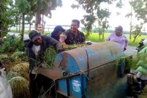 PETANI DI MURAHARJO KUNDURAN PANEN PADI