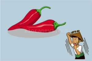 HASIL PANEN CABAI MERAH MEMUASKAN, INI RAHASIANYA