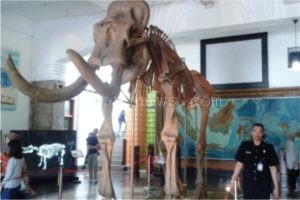 FOSIL GAJAH BLORA SAMBUT PENGUNJUNG MUSEUM GEOLOGI BANDUNG