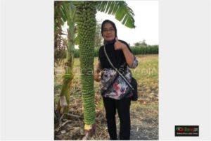 VIRAL ! TANDAN PISANG RAJA UTER SETINGGI ORANG DEWASA