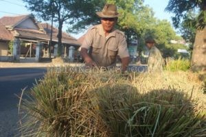 PAKAN TERNAK LANGKA, PENJUAL JERAMI RAUP UNTUNG DI MUSIM KEMARAU