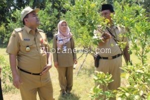 DARI MELON HINGGA JERUK, INI BUDI DAYA BUAH YANG ADA DI DESA POJOKWATU SAMBONG
