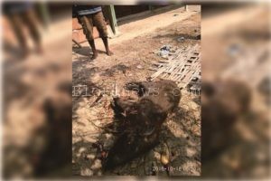 BABI HUTAN GEMPARKAN WARGA KEDUNGJAMBON NGAWEN
