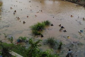 PLADU, BERBURU IKAN MABUK DI BENGAWAN SOLO