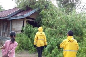 ANGIN KENCANG, RUMPUN BAMBU ROBOH DAN TIMPA RUMAH WARGA