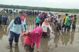 CEGAH ABRASI, IMPARA UIN WALISONGO IKUTI TANAM MANGROVE DI PESISIR PANTURA