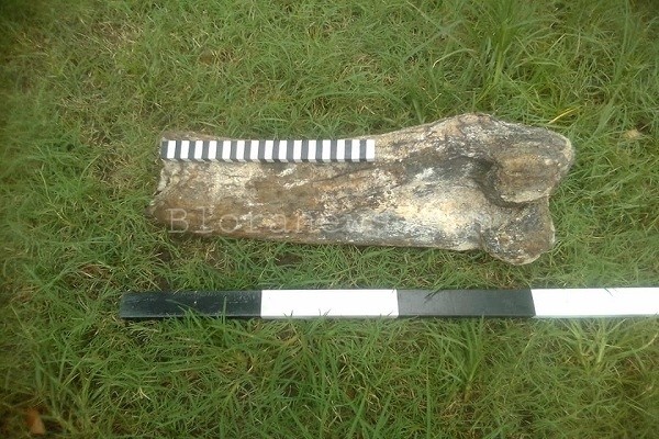 Fosil tulang kaki gajah purba ditemukan di Situs Medalem Kecamatan Kradenan, Kabupaten Blora. (Sumber foto: FB Wijayanto Lukman R)