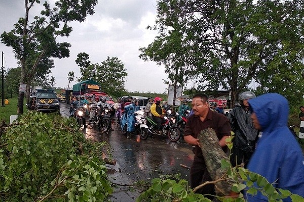 pohon tumbang di ruas jalan nasional Blora-Cepu KM