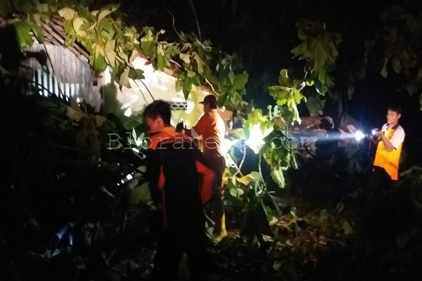 Tim Reaksi Cepat (TRC) BPBD Blora mengevakuasi pohon tumbang yang menimpa rumah warga