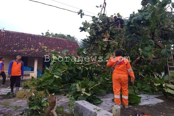 Tim BPBD Kabupaten Blora mengevakuasi pohon tumbang akibat angin kencang di Desa Jomblang Kecamatan Jepon, Blora