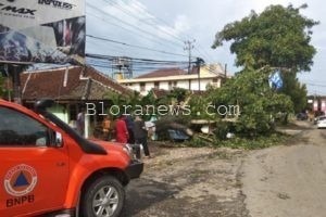 HUJAN LEBAT ANGIN KENCANG, POHON BESAR ROBOH MELINTANG DI JALAN PROVINSI