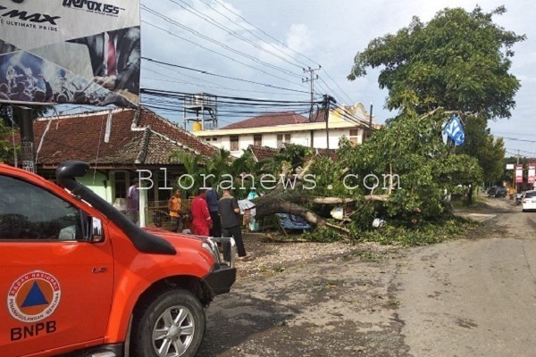 Pohon mahoni berukuran besar tumbang dan menutup sebagian ruas jalur provinsi Blora-Kunduran