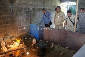 TEKAN KEMISKINAN, BLORA GENCARKAN BUDIDAYA JOPER