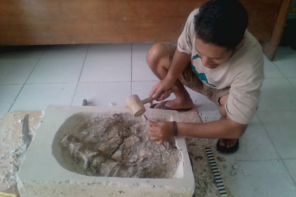 Hasil identifikasi awal tim BPSMP Sangiran menyebutkan fosil tersebut merupakan kerangka dari paus purba (Cetacea)