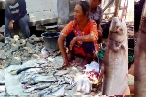 BENGAWAN SOLO TERCEMAR, WARGA PLADU IKAN MABUK