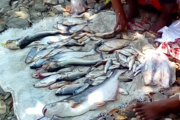 Ikan hasil Pladu di sungai Bengawan Solo