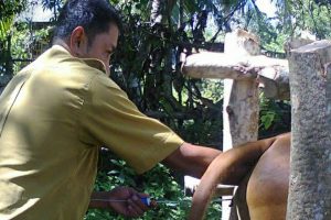 DIDUGA TERKAIT PUNGLI DINAKIKAN, PULUHAN INSEMINATOR JALANI PEMERIKSAAN