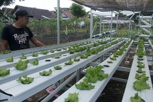 PROSPEK PERTANIAN HIDROPONIK: SEMULA DIREMEHKAN, KINI BANJIR PESANAN