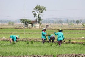 JELANG MUSIM TANAM, KOMISI B BLORA KOORDINASI DENGAN DINAS PERTANIAN