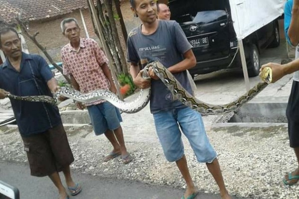 ULAR SANCA 3 METER DITANGKAP WARGA NGAWEN