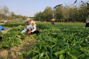 MERAUP LABA DARI BUDIDAYA KANGKUNG SAWAH