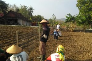 MASUK MUSIM HUJAN, PETANI BERSIAP TANAM JAGUNG