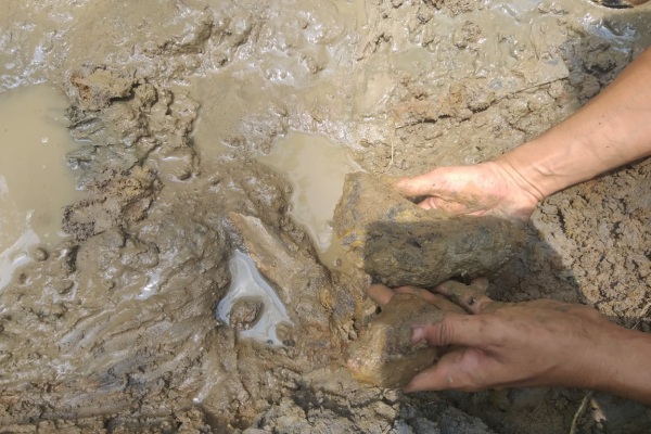Temuan fosil diduga tulang Gajah Purba (Elephas hysudrindicus) di aliran sungai wilayah Desa Gondang Kecamatan Ngawen Kabupaten Blora